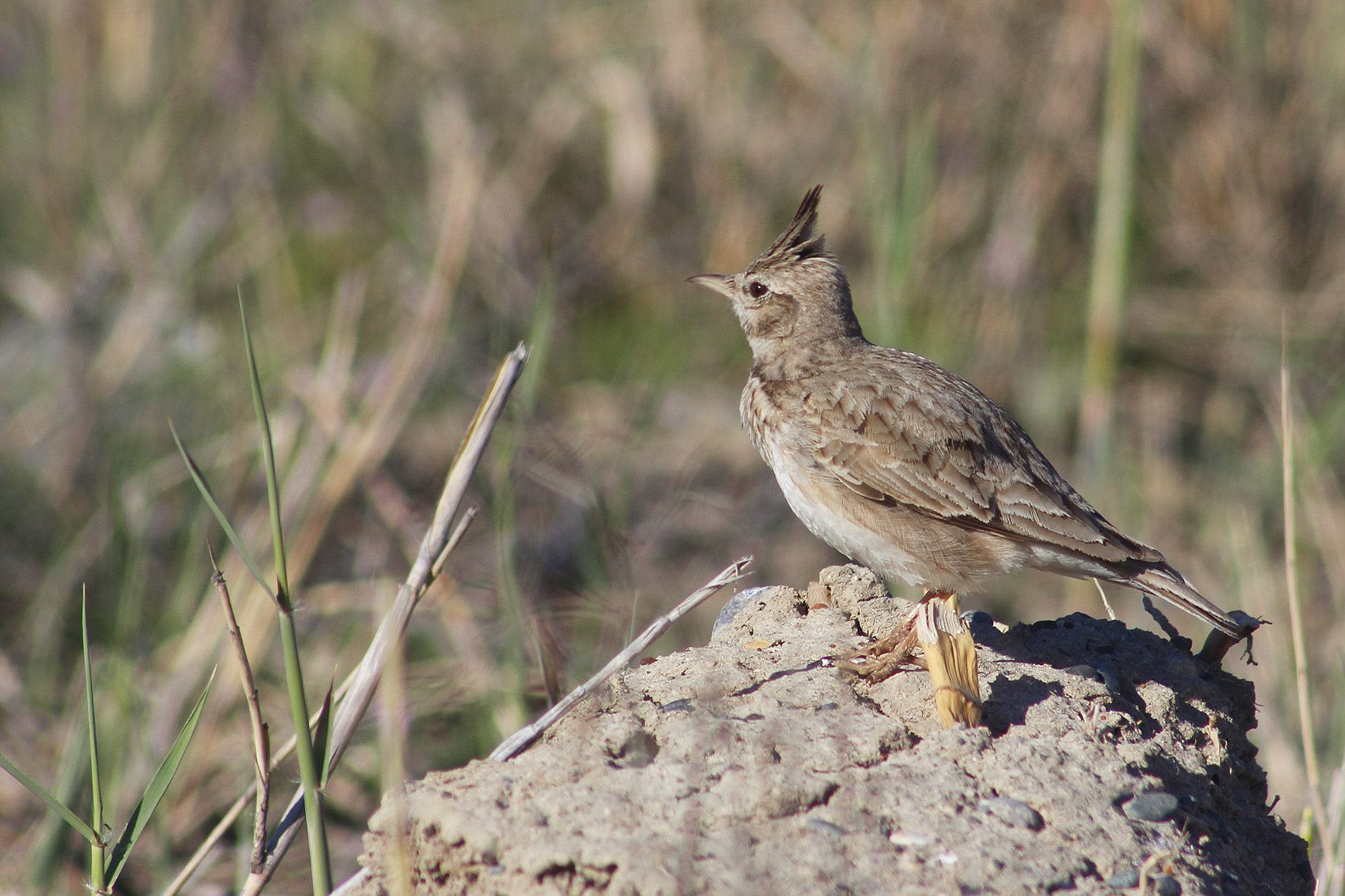 Crested Lark